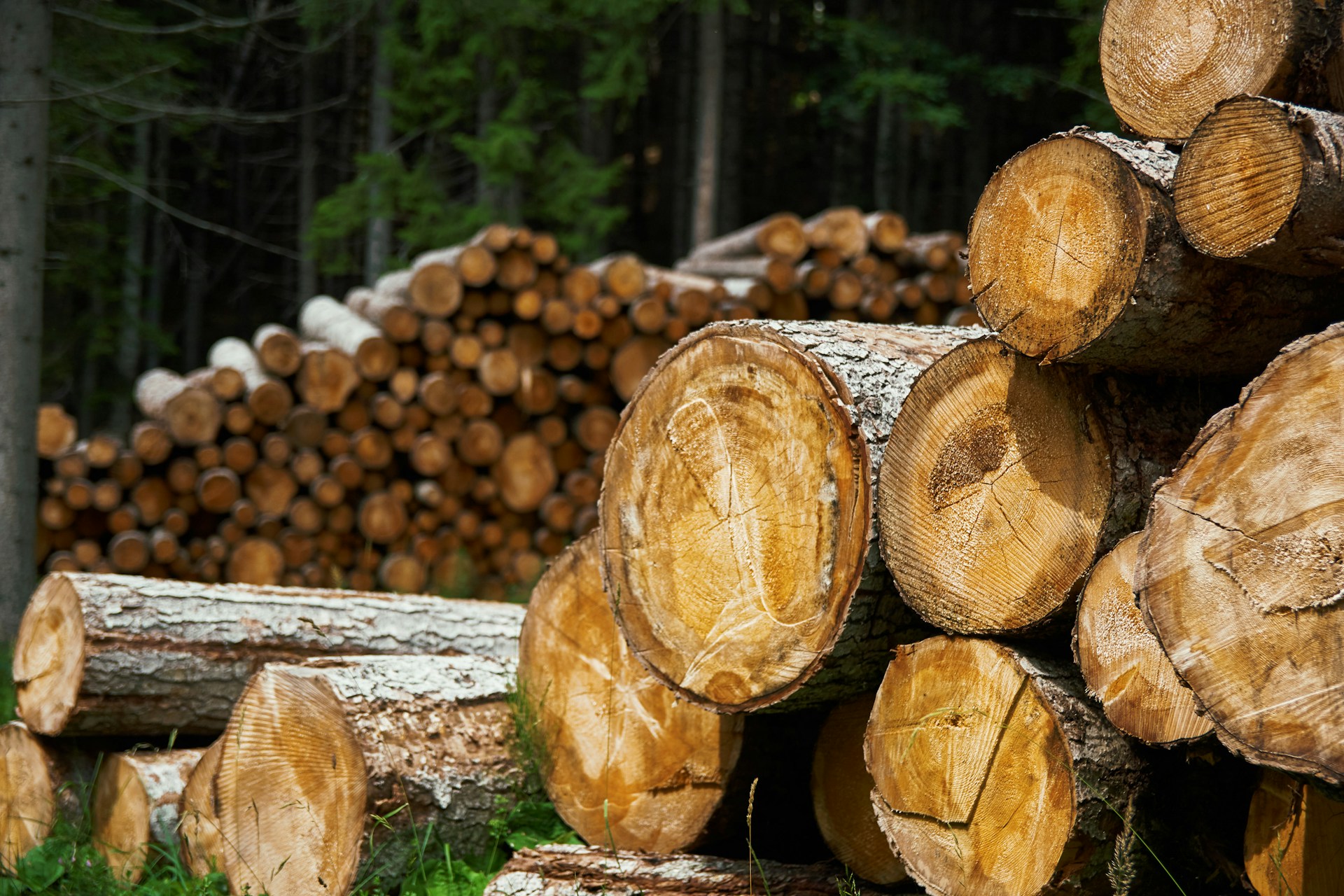 timber