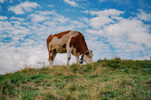 dairy products